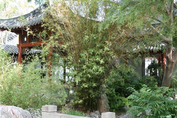 Chinese Garden of Friendship - Darling Harbour (27/02/2013 1:41:24 PM)