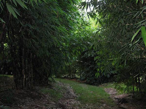Bamboo Wholesale (27/02/2013 4:42:42 PM)