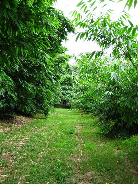 Bamboo Wholesale (27/02/2013 4:42:56 PM)