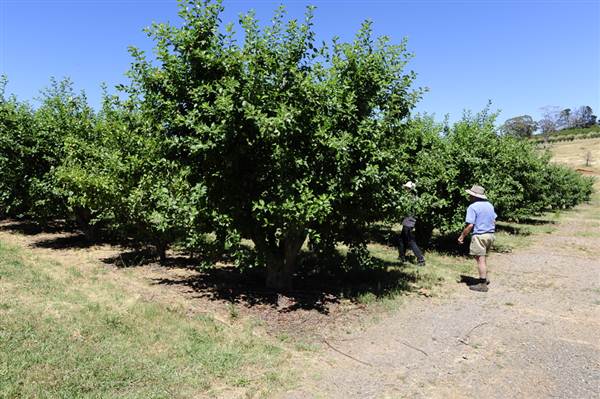 Daydawn Orchard (27/02/2013 7:04:35 PM)