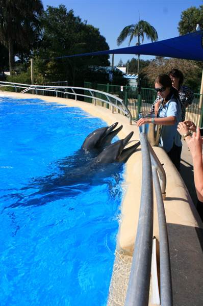 Dolphin Marine Magic (27/02/2013 10:43:04 PM)