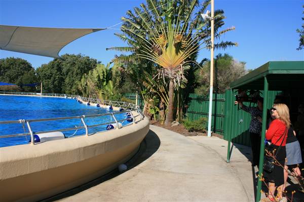 Dolphin Marine Magic (27/02/2013 10:43:49 PM)