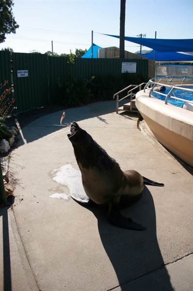 Dolphin Marine Magic (27/02/2013 10:44:11 PM)