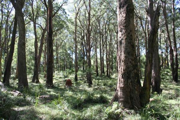 Bowral - Southern Highlands (1/03/2013 11:50:08 AM)