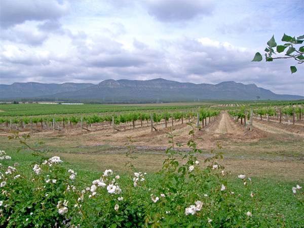 Branxton Vineyard (1/03/2013 12:03:51 PM)