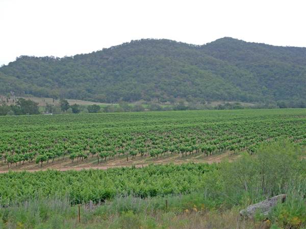 Broke vineyards (1/03/2013 12:14:57 PM)