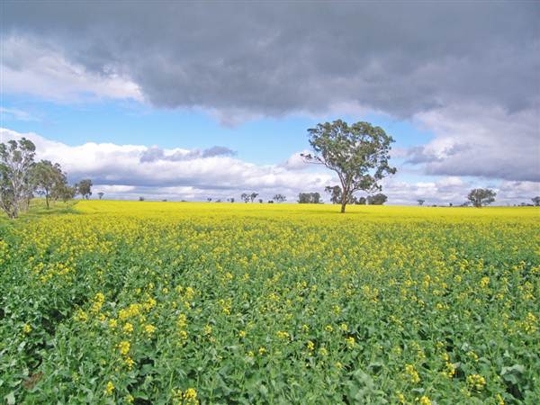 Canola Field (3/03/2013 8:25:20 AM)