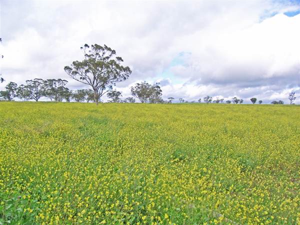 Canola Field (3/03/2013 8:26:07 AM)