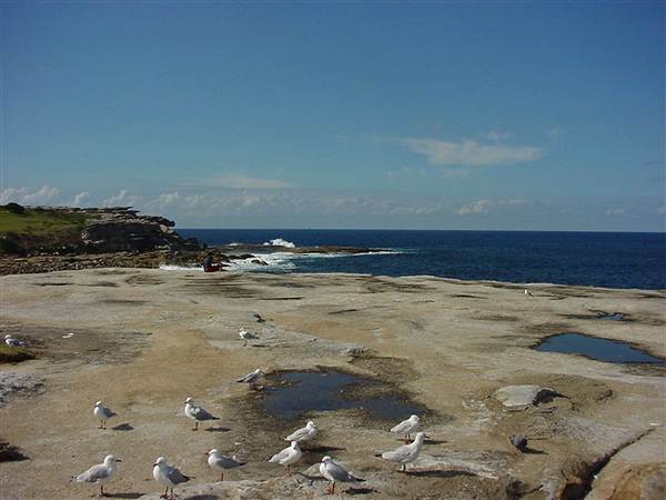 Clovelly Bay (3/03/2013 4:35:46 PM)