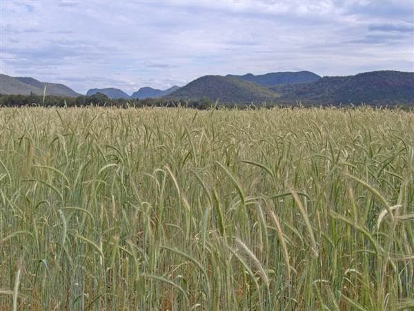 Coonabarabran Area (4/03/2013 11:18:48 AM)