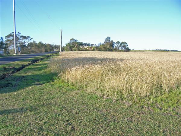 Crops near Ballina (4/03/2013 11:47:07 AM)