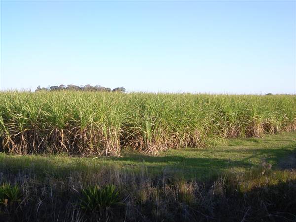 Crops near Ballina (4/03/2013 11:48:58 AM)