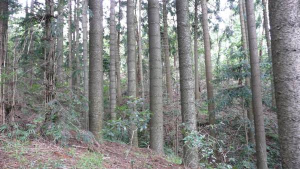 Cumberland State Forest (4/03/2013 12:05:51 PM)