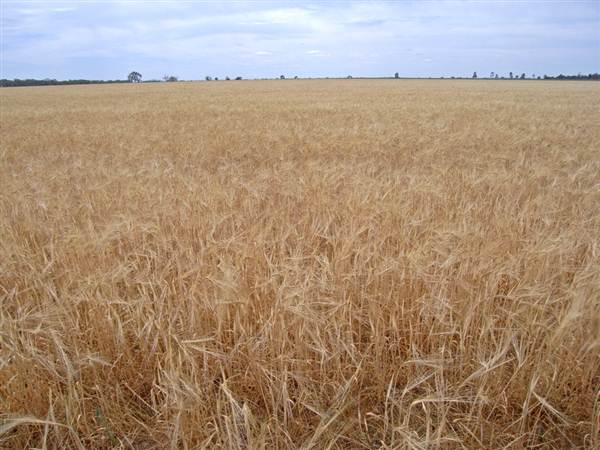 Gilgandra Rural Area (4/03/2013 4:39:51 PM)