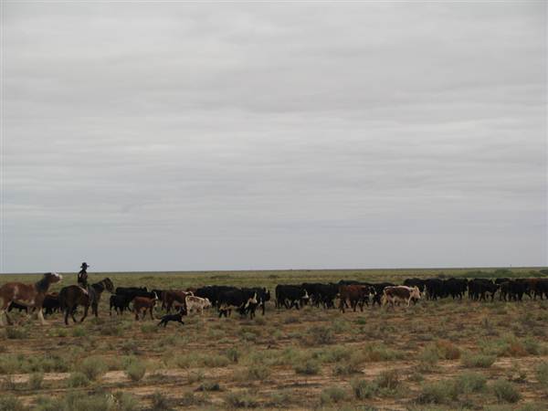 Hay Plains (5/03/2013 1:29:54 PM)