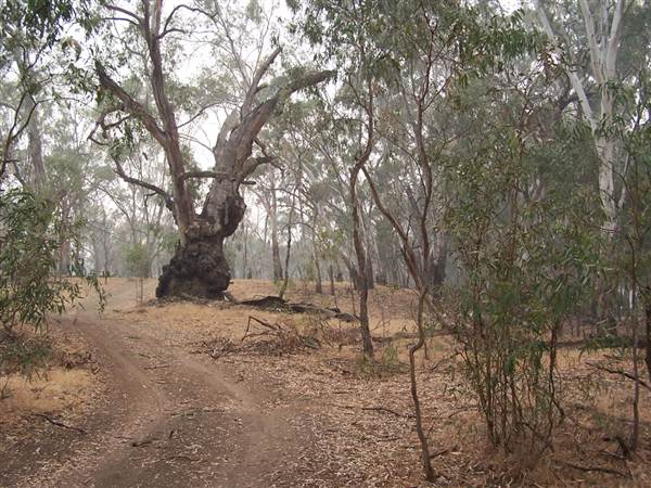 Hay State Forest - Murrumbidgee Valley Regional Park (5/03/2013 1:30:59 PM)