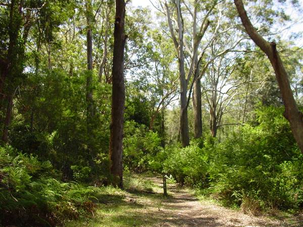Lane Cove National Park (6/03/2013 12:09:39 PM)