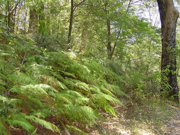 Lane Cove National Park (6/03/2013 12:11:40 PM)
