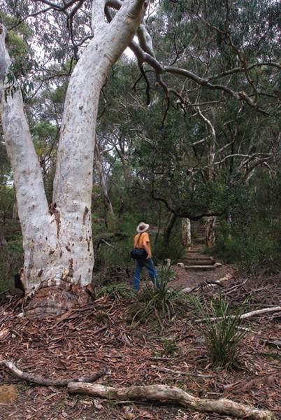 Lane Cove National Park (6/03/2013 12:15:07 PM)