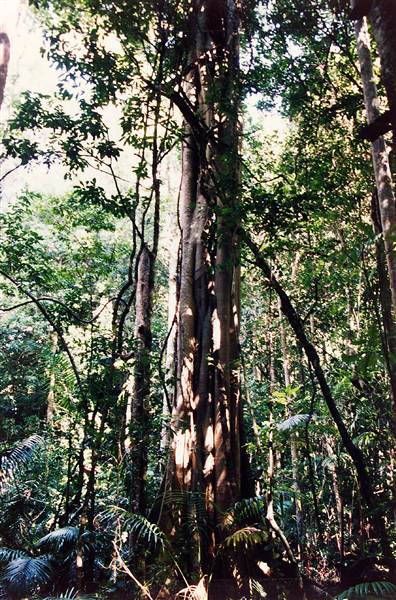 Tallowwood Forest Park - Myall River State Forest (6/03/2013 4:48:08 PM)