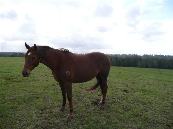Lomar Park Stud (7/03/2013 10:02:58 AM)