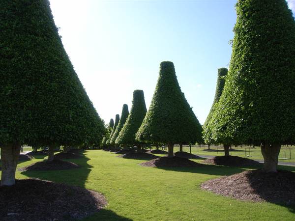 Tea Tree Estate (7/03/2013 12:10:58 PM)