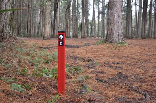 Olney State Forest (7/03/2013 3:03:50 PM)