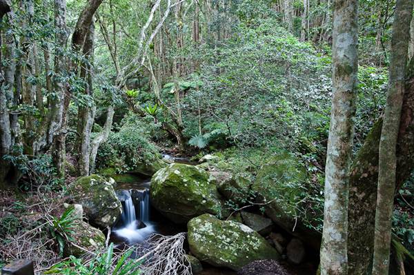 Minnamurra Falls (7/03/2013 11:41:32 PM)