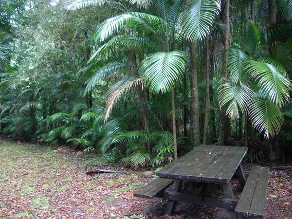Terania Creek picnic area & Protesters Falls walking track (9/03/2013 1:39:38 AM)