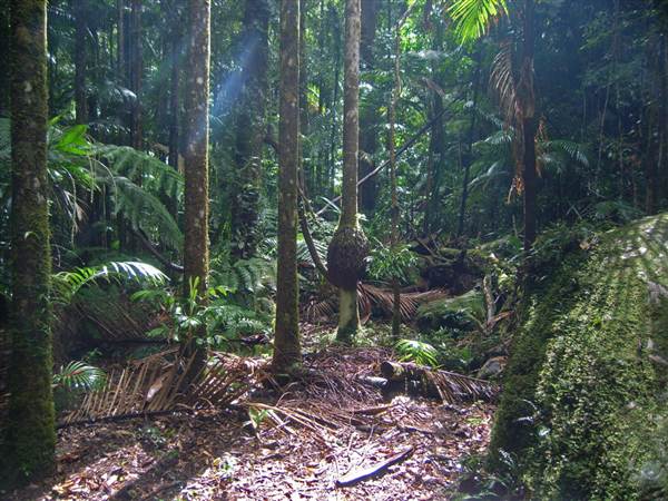 Terania Creek picnic area & Protesters Falls walking track (9/03/2013 1:40:31 AM)