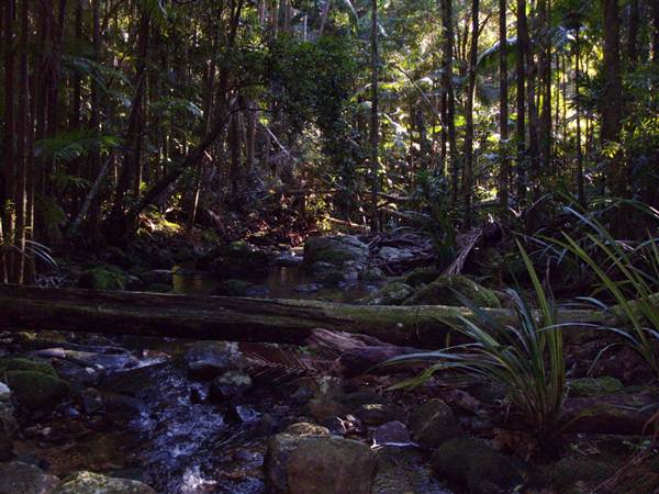 Terania Creek picnic area & Protesters Falls walking track (9/03/2013 1:41:06 AM)