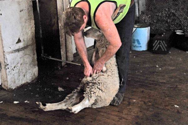 Sheep Station (9/03/2013 3:02:45 AM)