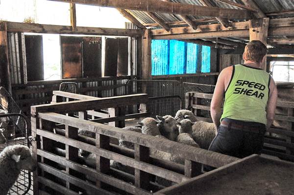 Sheep Station (9/03/2013 3:05:03 AM)