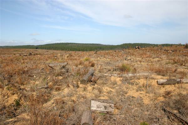Penrose State Forest - Southern Highlands (9/03/2013 8:04:11 PM)