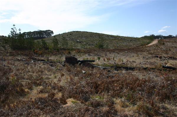 Penrose State Forest - Southern Highlands (9/03/2013 8:04:25 PM)