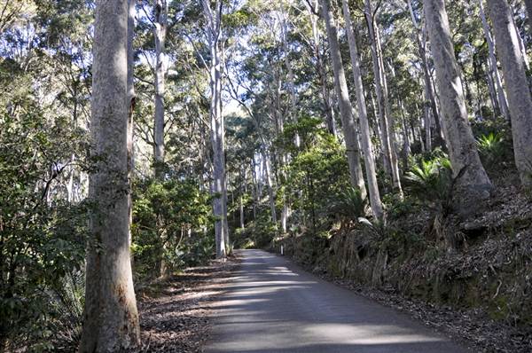 Pebbly Beach Road - Murramarang National Park (9/03/2013 8:04:40 PM)