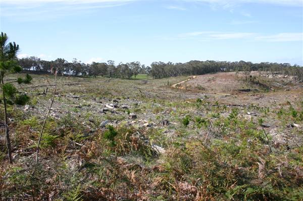 Penrose State Forest - Southern Highlands (9/03/2013 8:05:10 PM)