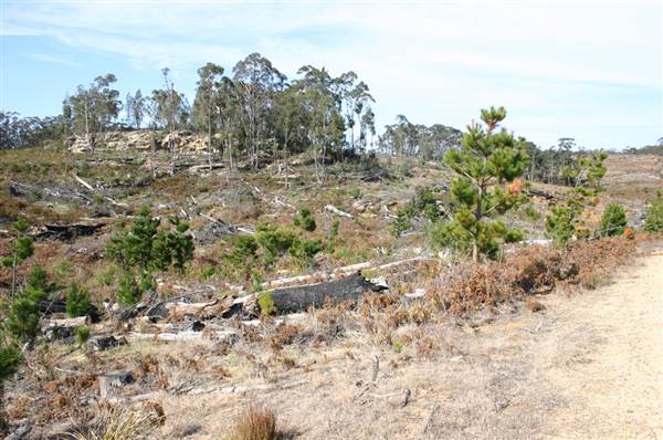 Penrose State Forest - Southern Highlands (9/03/2013 8:05:27 PM)