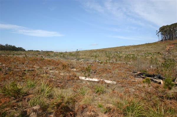 Penrose State Forest - Southern Highlands (9/03/2013 8:06:22 PM)