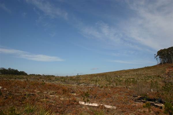 Penrose State Forest - Southern Highlands (9/03/2013 8:06:58 PM)