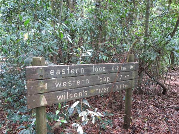 Booyong Flora Reserve (11/04/2013)