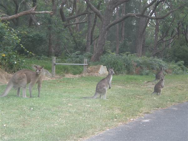 Don Hearn's Cabins (23/12/2012)