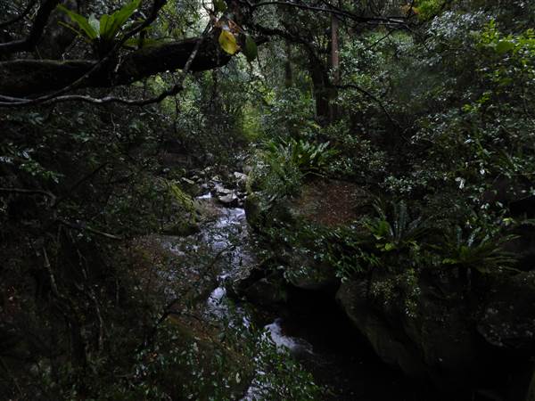 Minnamurra Rainforest Walk (28/02/2011 - Credits: Tony Brown/SISE)