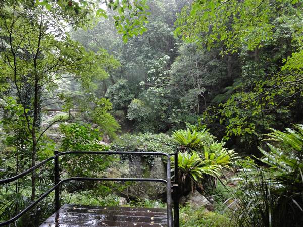 Minnamurra Rainforest Walk (28/02/2011 - Credits: Tony Brown/SISE)