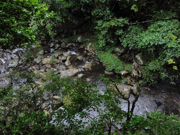 Minnamurra Rainforest Walk (28/02/2011 - Credits: Tony Brown/SISE)