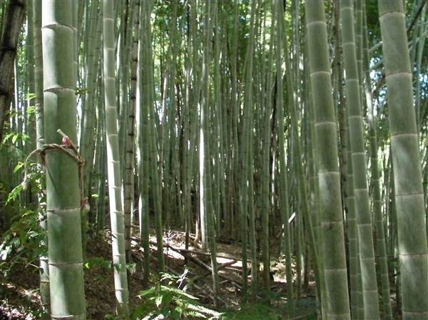 Private Properties - Bamboo, Jungle, Exotic, Forest (26/11/2013)