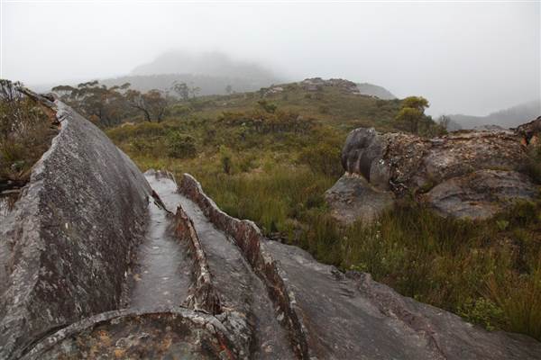 Mt Banks (28/11/2013)