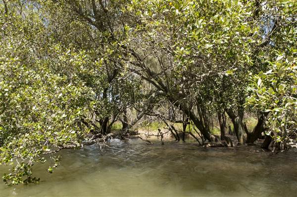 Georges River (5/12/2013)