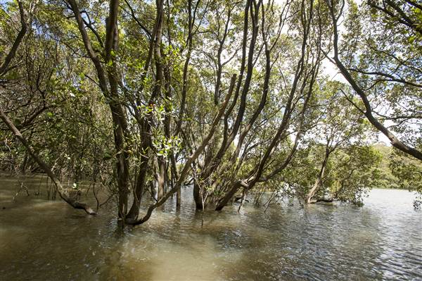 Georges River (5/12/2013)
