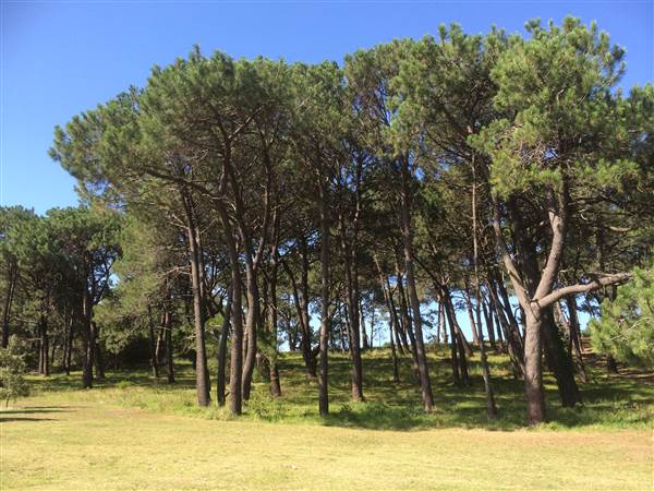 Centennial Park (26/06/2014)